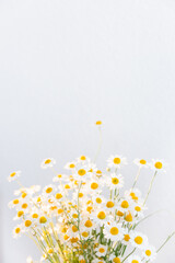 Bunch of White Daisy flowers on bright background close up. Spring or summer chamomile flowers wallpaper. Place for text.