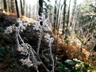 Shaded branch with pieces of ice and snow.