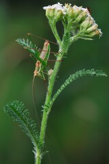 Grasshopper resting on a meadow plant at dusk. Posthumous Plump Bush cricket ,male. Genus species  Isophya posthumoidalis.