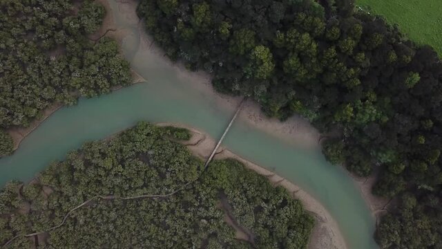 Aerial 4K footage of a large mangrove forest with a river running through the middle. 