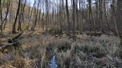in the forrest 4 © Andrzej