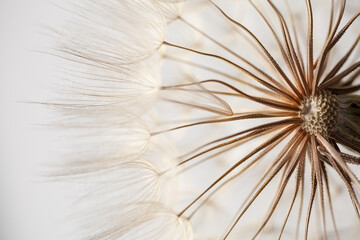 close up of dandelion seeds - Powered by Adobe