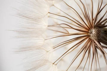 Foto op Plexiglas close up of dandelion seeds © Lauren