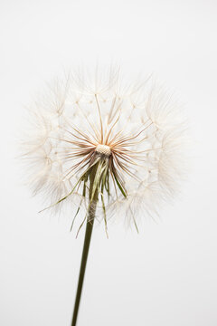 Dandelion Seed Head