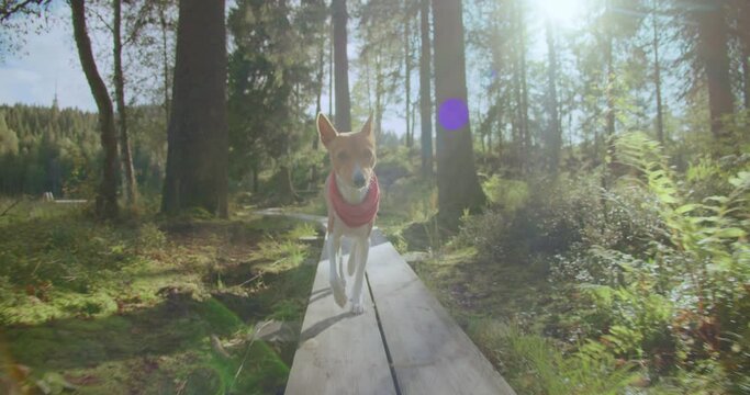 Adorable cute brown basenji dog with red bandana collar run on forest trail towards camera on sunny summer day. Getaway hiking or trekking trip with pet dog. Outdoor lifestyle concept