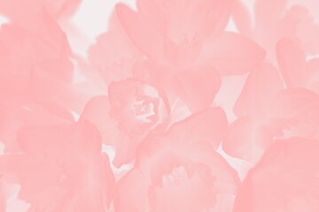 Pink coral background with daffodils flowers pattern, floral abstract background