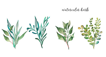 watercolor set of blades of grass