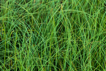 Green grass texture background