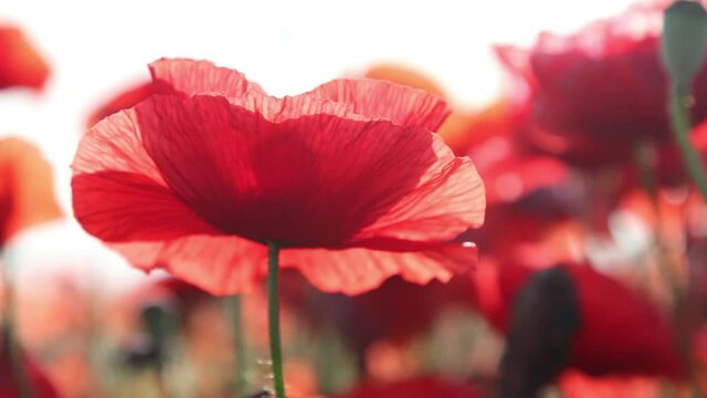 Beautiful field red poppies. Wind sways poppies