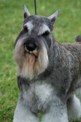 Miniature Schnauzer