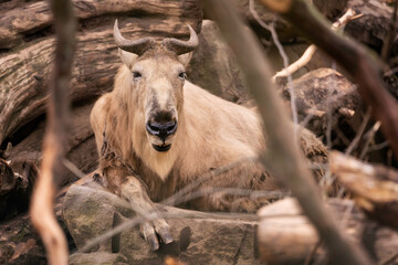 Fototapeta premium Golden Takin sitting on Rock, China Shaanxi Yellow Hairy Bull, endangered goat antelope, Budorcas taxicolor bedfordi 