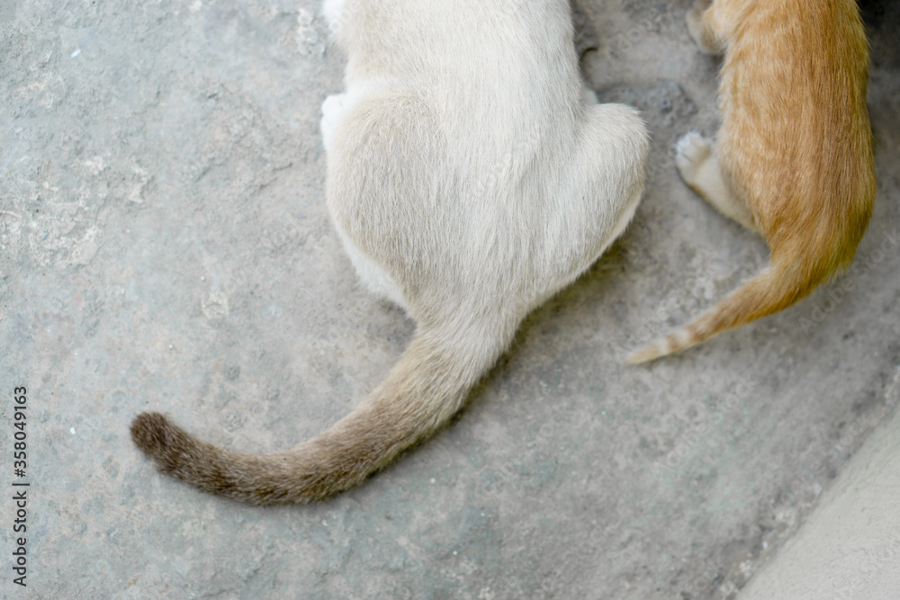 Wall mural friendship between big white cat and little brown kitty.