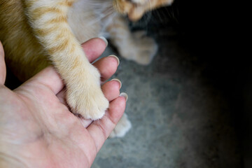 Ginger kitty paw on human palm. Tame kitty. She willing give a hand to human.