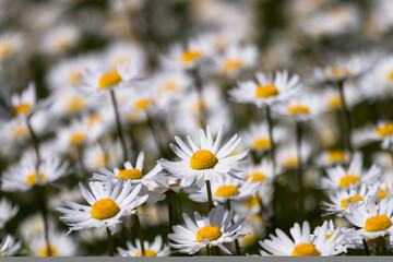 Fototapeta premium Daisy time. Daisies in the meadow and close-up