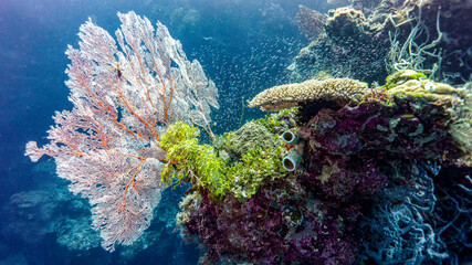 Coral is splendidly displayed in the healthy backgrounds of Melanesia. Munda. (Solomon Islands)