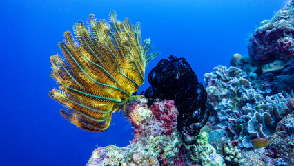 The intense color of the coral is trimmed over the blue of the sea. Munda. (Solomon Islands)