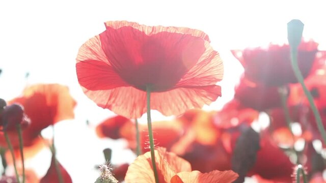 Beautiful field red poppies. Wind sways poppies