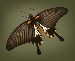 Illustration of Common Mormon butterfly