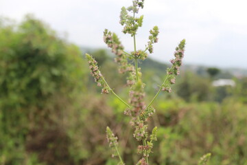 green grass and blue sky