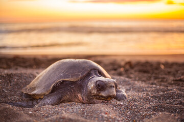 Olive turtle (Pacific coast of Guanacaste) on the Ostional beach during the ocean sunset,