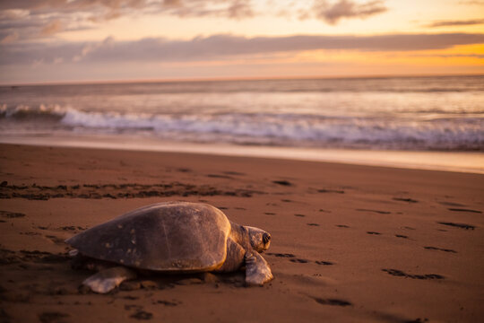 Olive turtle (Pacific coast of Guanacaste) on the Ostional beach during the ocean sunset,