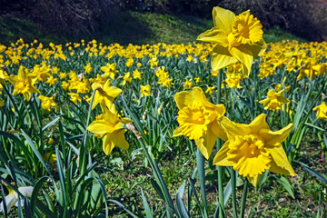 Gelbe Narzissen ( Narcissus pseudonarcissus ), auch Osterglocke oder Osterglöckchen.