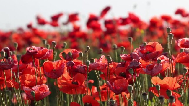 Beautiful field red poppies. Wind sways poppies