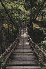 bridge in the forest