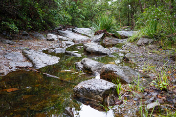 Naklejka na ściany i meble Reflections in clear shallow rocky creek, edged with grass and green trees. Mt Cootha, Brisbane, Queensland, Australia
