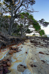 Looking north to the sea, along the rocky shoreline of Norfolk Beach, with overhanging trees, on...