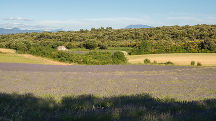Fototapeta na wymiar View of Mont Ventoux and lavender and wheat fields