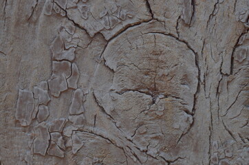 old wood texture