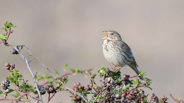 Corn Bunting (Miliaria calandra) Singing bird in spring. Beautiful light