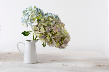 A large branch with green and blue pastel hydrangea in a white jug on a beige table.