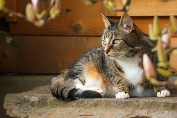 Obraz premium Katze