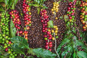 Texture of coffee beans and coffee berries.