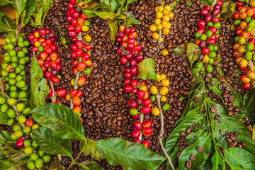 Texture of coffee beans and coffee berries.