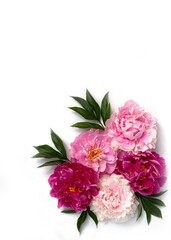 Flower border of pink peony flower on white background. Flat lay, top view. Peony flower texture.