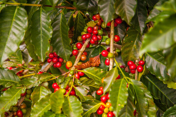 Ripening coffee beans on a coffee tree in Costa Rica.
