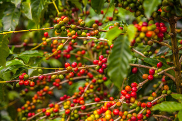 Ripening coffee beans on a coffee tree in Costa Rica.