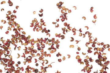 Sichuan pepper isolated on white background