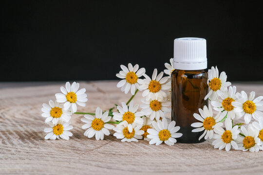 Organic chamomile oil and fresh flowers on wooden and black background. Copy space