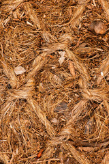 Real detailed closeup macro abstract texture background