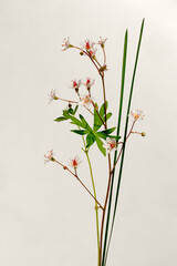 Stems and flowers on cream background, minimalists design.