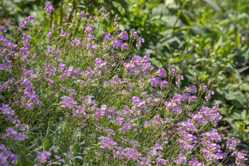 Group of violet Linum alpinum or Blue Flax flowers grows on a green background of leaves and grass in a park in summer