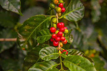 Ripening coffee beans on a coffee tree in Costa Rica.