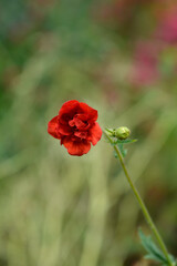 Obraz premium Avens Mrs J. Bradshaw