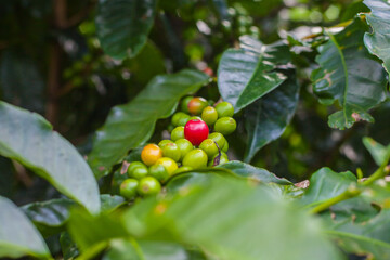 Ripening coffee beans on a coffee tree in Costa Rica.