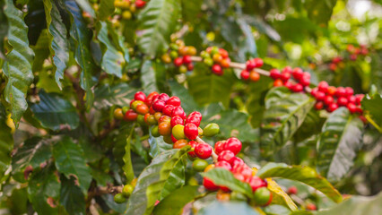 Ripening coffee beans on a coffee tree in Costa Rica.