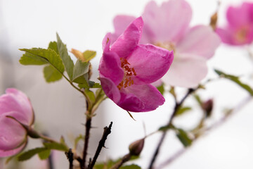 A rosehip (Rosa canina) flower with green leaves on a blurry multifocus background.